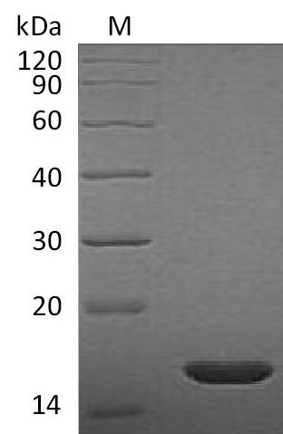 Greater than 95% as determined by SDS-PAGE.