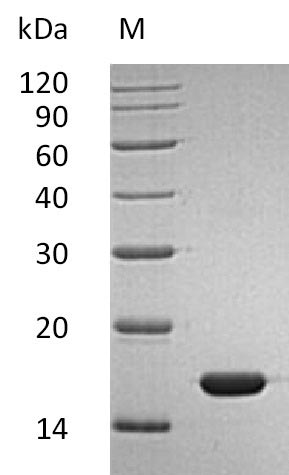 Greater than 95% as determined by SDS-PAGE.Recombinant Human Interferon Alpha-2 (IFNA2), Active