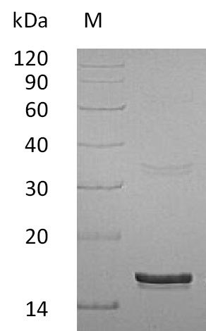 Greater than 95% as determined by SDS-PAGE.