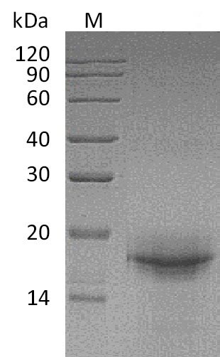 Greater than 95% as determined by SDS-PAGE.Recombinant Mouse Interleukin-33 (IL33), Active