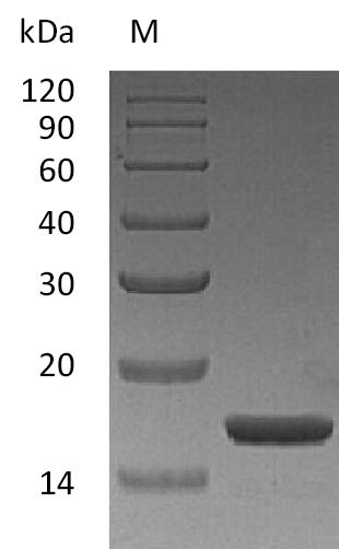 Greater than 95% as determined by SDS-PAGE.Recombinant Human Interleukin-1 Alpha (IL1A), Active