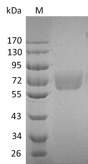 Greater than 95% as determined by SDS-PAGE.Recombinant Human Interleukin-4 Receptor Subunit Alpha (IL4R) Protein (hFc), Active