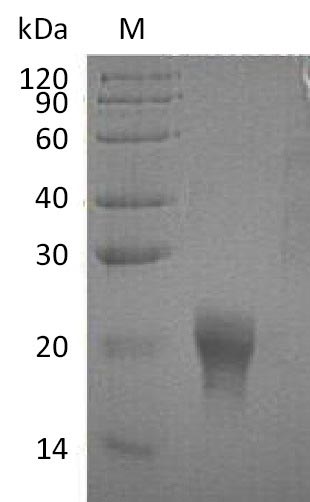 Greater than 95% as determined by SDS-PAGE.Recombinant Human Interleukin-5 (IL5) Protein (His), Active