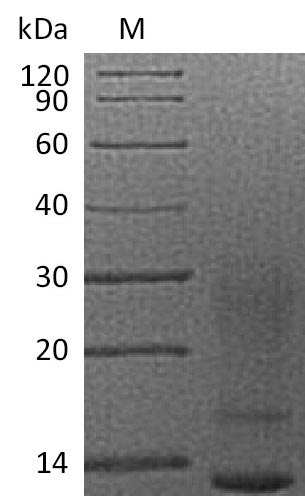 Greater than 95% as determined by SDS-PAGE.Recombinant Human Interleukin-13 (IL13) Protein (His), Active