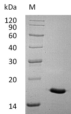 Greater than 95% as determined by SDS-PAGE.Recombinant Human Interleukin-17A (IL17A), Active
