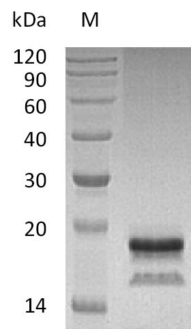 Greater than 95% as determined by SDS-PAGE.Recombinant Human Interleukin-17A (IL17A) Protein (His), Active