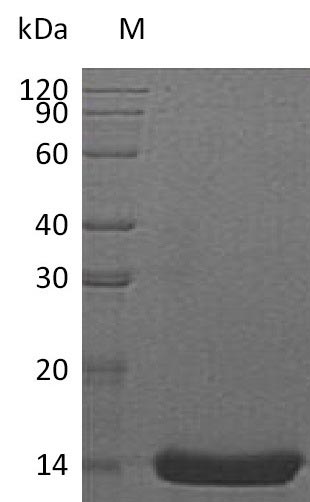 Greater than 95% as determined by SDS-PAGE.Recombinant Human Interleukin-22 (IL22), Active