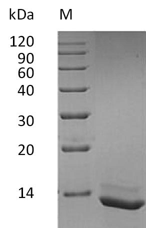 Greater than 95% as determined by SDS-PAGE.Recombinant Human Interleukin-15 (IL15), Active