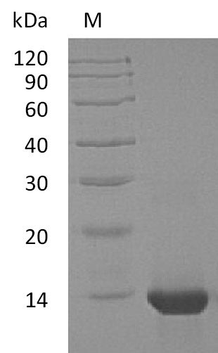 Greater than 95% as determined by SDS-PAGE.