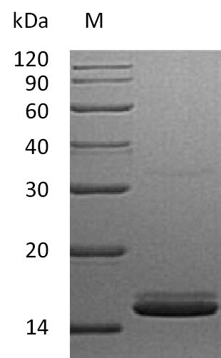 Greater than 95% as determined by SDS-PAGE.