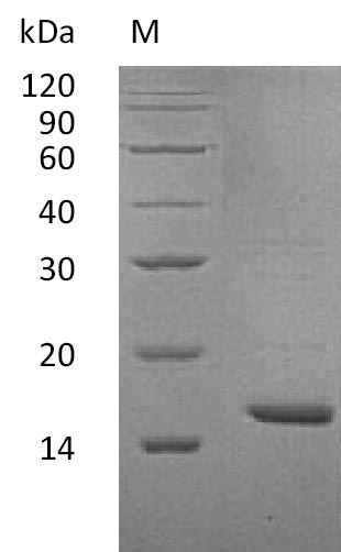 Greater than 95% as determined by SDS-PAGE.Recombinant Human Interleukin-36 Alpha (IL36A), Active