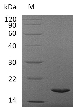 Greater than 95% as determined by SDS-PAGE.