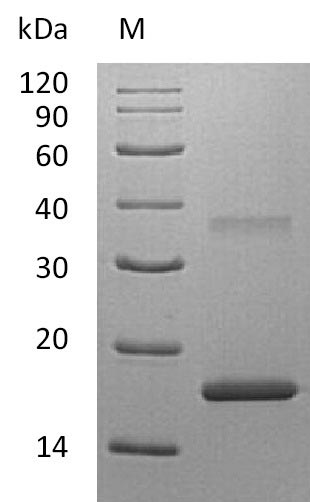 Greater than 95% as determined by SDS-PAGE.Recombinant Human Interleukin-20 Receptor Subunit Alpha (IL20RA) Protein (His), Active