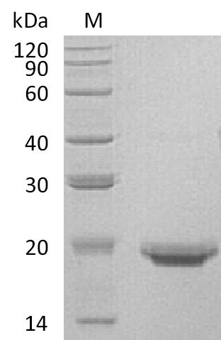 Greater than 95% as determined by SDS-PAGE.Recombinant Human Interleukin-17F (IL17F) Protein (His), Active