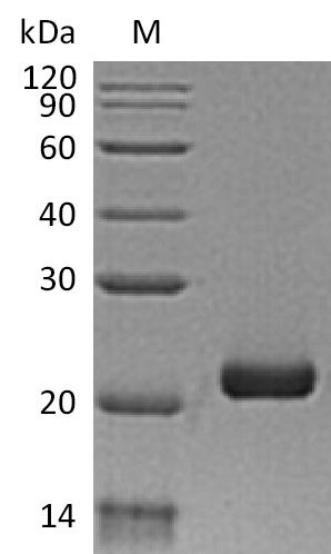 Greater than 95% as determined by SDS-PAGE.Recombinant Human Interferon Lambda-3 (IFNL3) Protein (His), Active