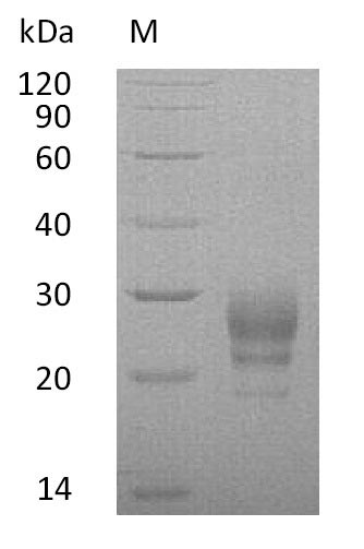 Greater than 95% as determined by SDS-PAGE.Recombinant Human Interleukin-7 (IL7) Protein (His), Active