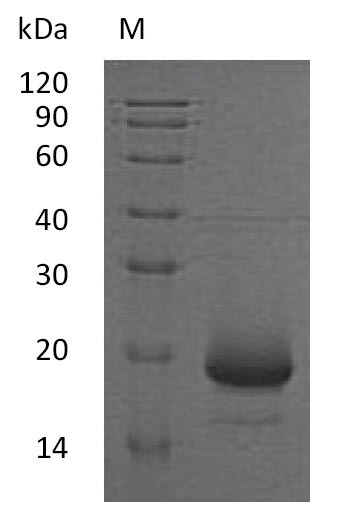 Greater than 95% as determined by SDS-PAGE.