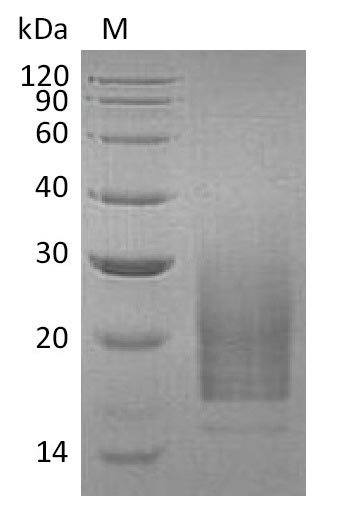 Greater than 95% as determined by SDS-PAGE.