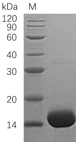 Greater than 95% as determined by SDS-PAGE.Recombinant Human Interleukin-3 (IL3) Protein (His), Active