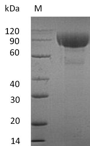 Greater than 95% as determined by SDS-PAGE.Recombinant Human Interleukin-1 Receptor-Like 2 (IL1RL2) Protein (hFc), Active