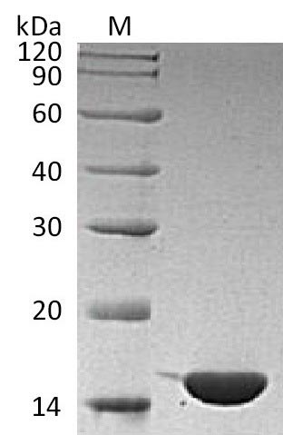 Greater than 95% as determined by SDS-PAGE.Recombinant Human Interleukin-36 Gamma (IL36G), Active