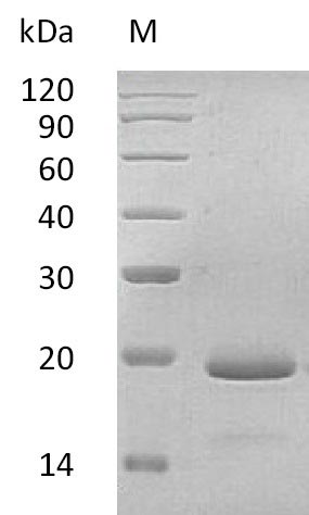 Greater than 95% as determined by SDS-PAGE.Recombinant Human Interleukin-11 (IL11), Active