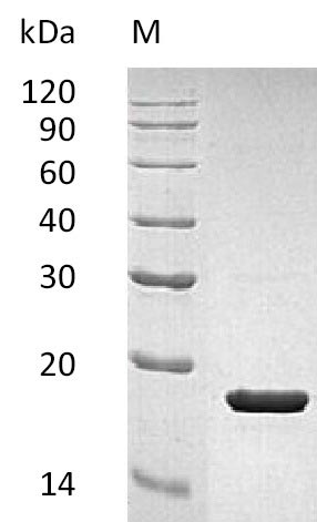 Greater than 95% as determined by SDS-PAGE.Recombinant Human Interleukin-1 Receptor Antagonist Protein (IL1RN), Active