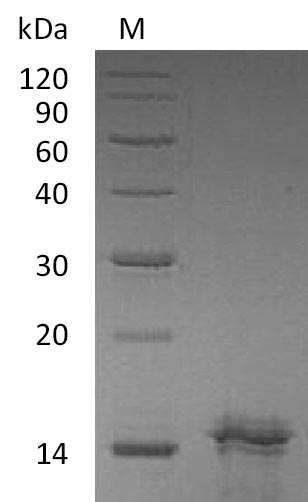 Greater than 95% as determined by SDS-PAGE.Recombinant Human Interleukin-31 (IL31), Active