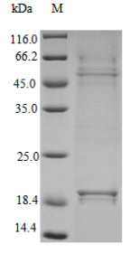 Greater than 95% as determined by SDS-PAGE.Recombinant Human Interleukin-23 (IL23A) Protein (His), Active