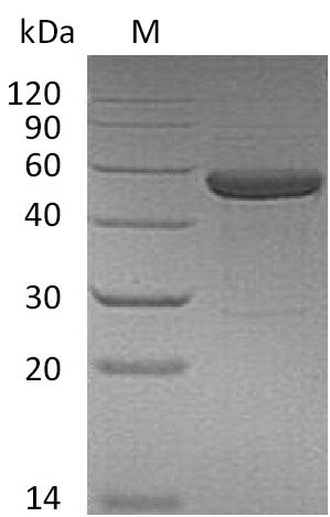 Greater than 95% as determined by SDS-PAGE.Recombinant Human Interleukin-15 & Interleukin-15 Receptor Subunit Alpha (IL15 & IL15RA) Protein (hFc), Active
