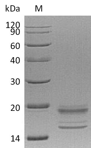 Greater than 90% as determined by SDS-PAGE.Recombinant Human Interleukin-17A & Interleukin-17F (IL17A & IL17F) Protein (His), Active