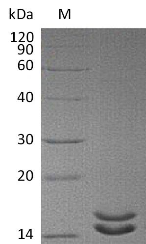 Greater than 95% as determined by SDS-PAGE.