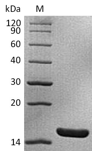 Greater than 95% as determined by SDS-PAGE.Recombinant Mouse Interleukin-1 Alpha (IL1A), Active