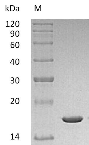 Greater than 95% as determined by SDS-PAGE.Recombinant Mouse Interleukin-1 Beta (IL1B), Active