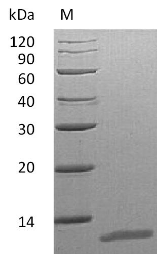 Greater than 95% as determined by SDS-PAGE.Recombinant Mouse Interleukin-13 (IL13), Active