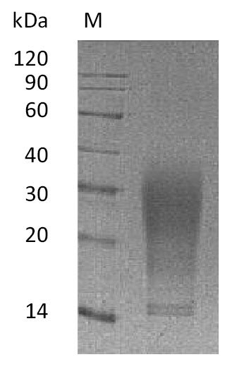 Greater than 95% as determined by SDS-PAGE.Recombinant Mouse Interleukin-13 (IL13) Protein (His), Active