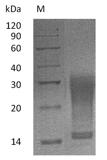 Greater than 95% as determined by SDS-PAGE.Recombinant Mouse Interleukin-13 (IL13) Protein (His), Active
