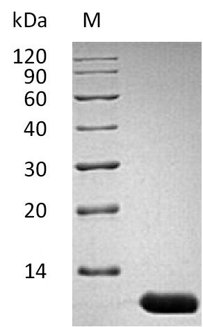 Greater than 95% as determined by SDS-PAGE.Recombinant Mouse Interleukin-13 (IL13), Active
