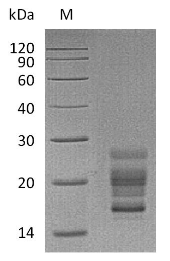 Greater than 95% as determined by SDS-PAGE.