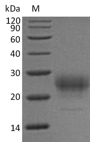 Greater than 95% as determined by SDS-PAGE.Recombinant Mouse Interleukin-7 (IL7) Protein (His), Active