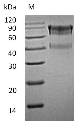 Greater than 90% as determined by SDS-PAGE.Recombinant Mouse Interleukin-15 Receptor Subunit Alpha (IL15RA) Protein (hFc), Active