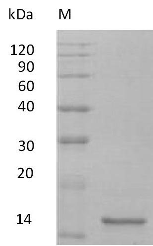 Greater than 95% as determined by SDS-PAGE.Recombinant Mouse Interleukin-10 (IL10), Active