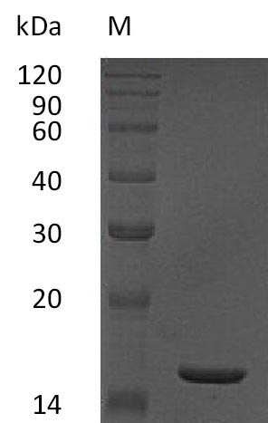 Greater than 95% as determined by SDS-PAGE.