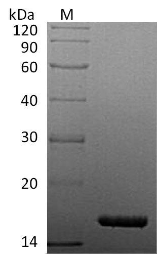 Greater than 95% as determined by SDS-PAGE.Recombinant Human Tumor Necrosis Factor (TNF) Protein (His), Active