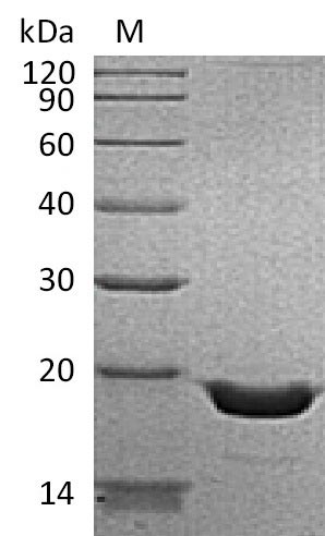 Greater than 95% as determined by SDS-PAGE.