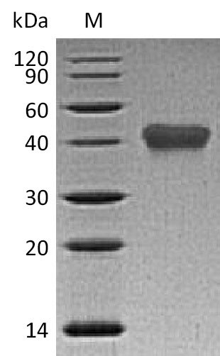 Greater than 95% as determined by SDS-PAGE.Recombinant Human Tumor Necrosis Factor Receptor Superfamily Member 1B (TNFRSF1B) Protein (His), Active