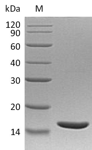 Greater than 95% as determined by SDS-PAGE.