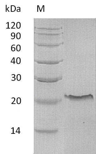 Greater than 95% as determined by SDS-PAGE.Recombinant Human Tumor Necrosis Factor Receptor Superfamily Member 10C (TNFRSF10C) Protein (His-hFc), Active