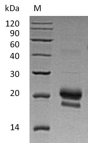 Greater than 95% as determined by SDS-PAGE.Recombinant Human Tumor Necrosis Factor Ligand Superfamily Member 15 (TNFSF15), Active
