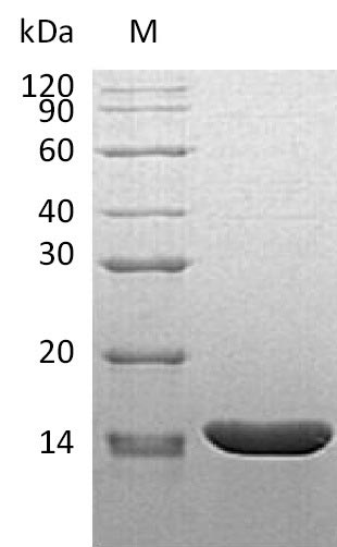 Greater than 95% as determined by SDS-PAGE.Recombinant Mouse Tumor Necrosis Factor (TNF), Active